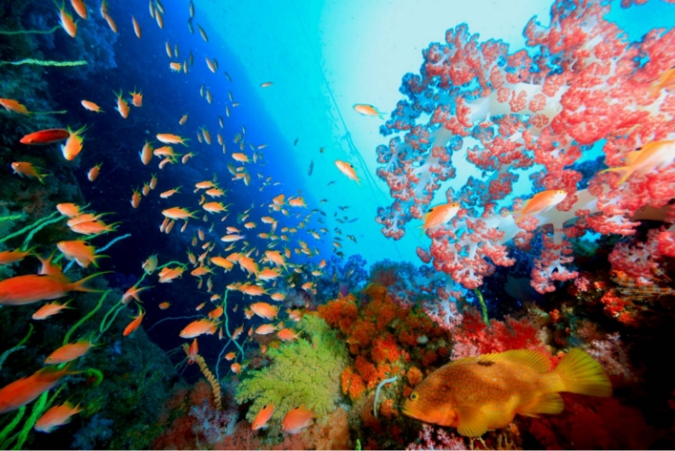 海と遊ぼ屋 海達